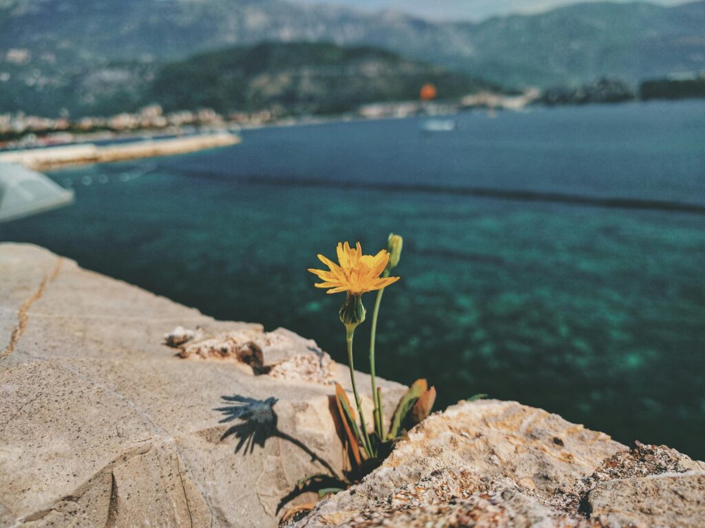 Vibrant yellow flower on rocks overlooking the Budva coastline and serene blue sea.